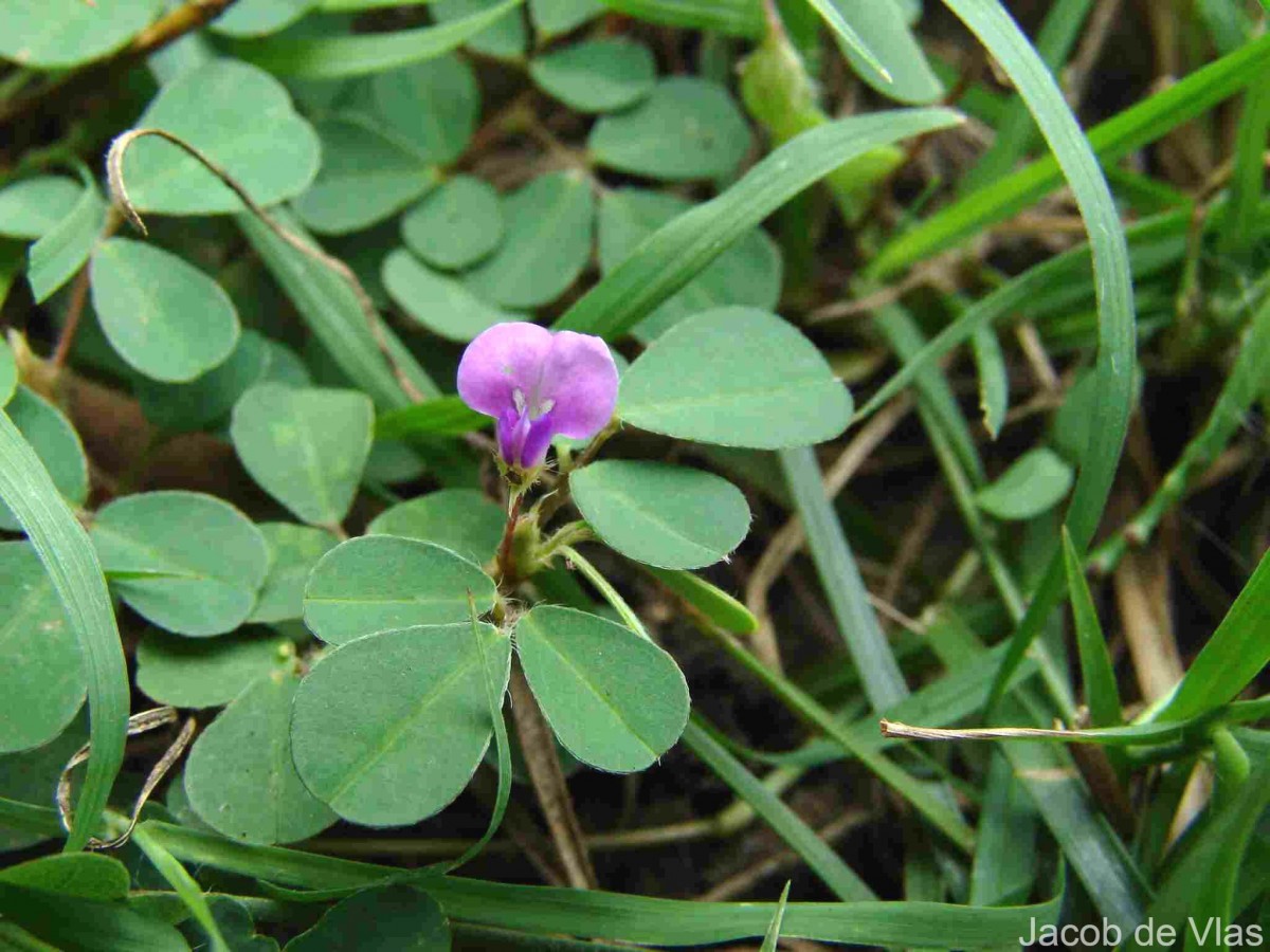 Grona triflora (L.) H.Ohashi & K.Ohashi